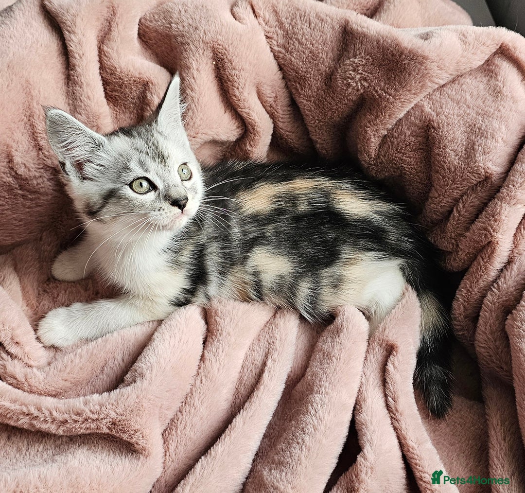 Maine Coon cats for sale: Half Maine Coon kittens - Advert 4