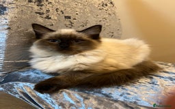 Ragdoll cats for sale: Ragdoll kitten - Image 1