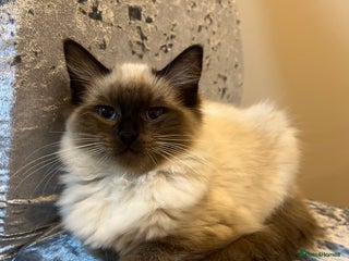 Ragdoll cats - Advert 17