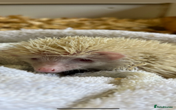 Pygmy Hedgehog rodents for sale: Albino African Pygmy hedgehogs  - Image 2