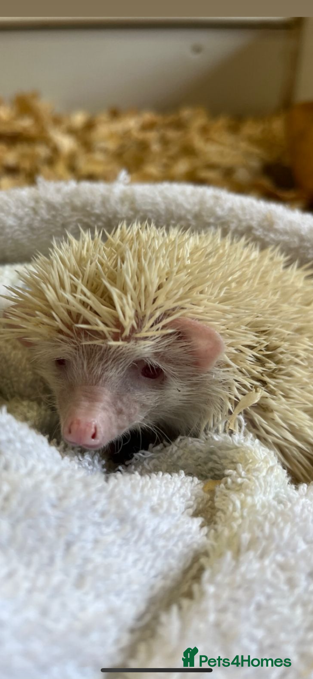 Pygmy Hedgehog rodents for sale: Albino African Pygmy hedgehogs  - Image 2