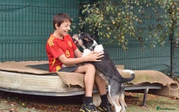 Fox Terrier dogs for adoption: Rex - fox terrier mix - Image 9