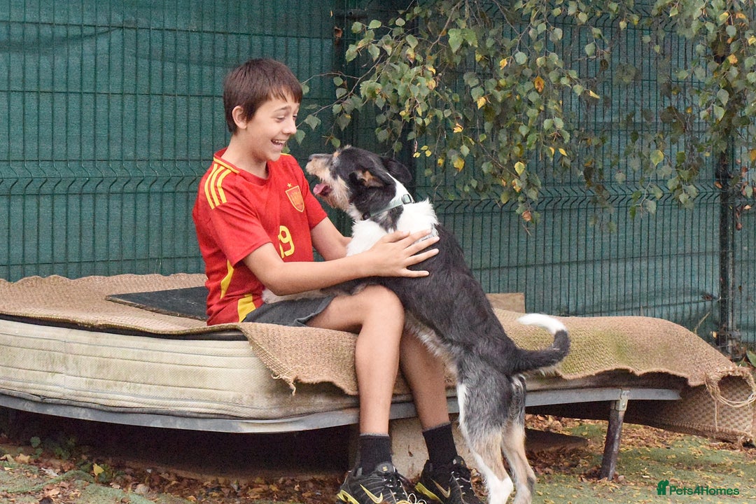 Fox Terrier dogs for adoption: Rex - fox terrier mix - Image 9