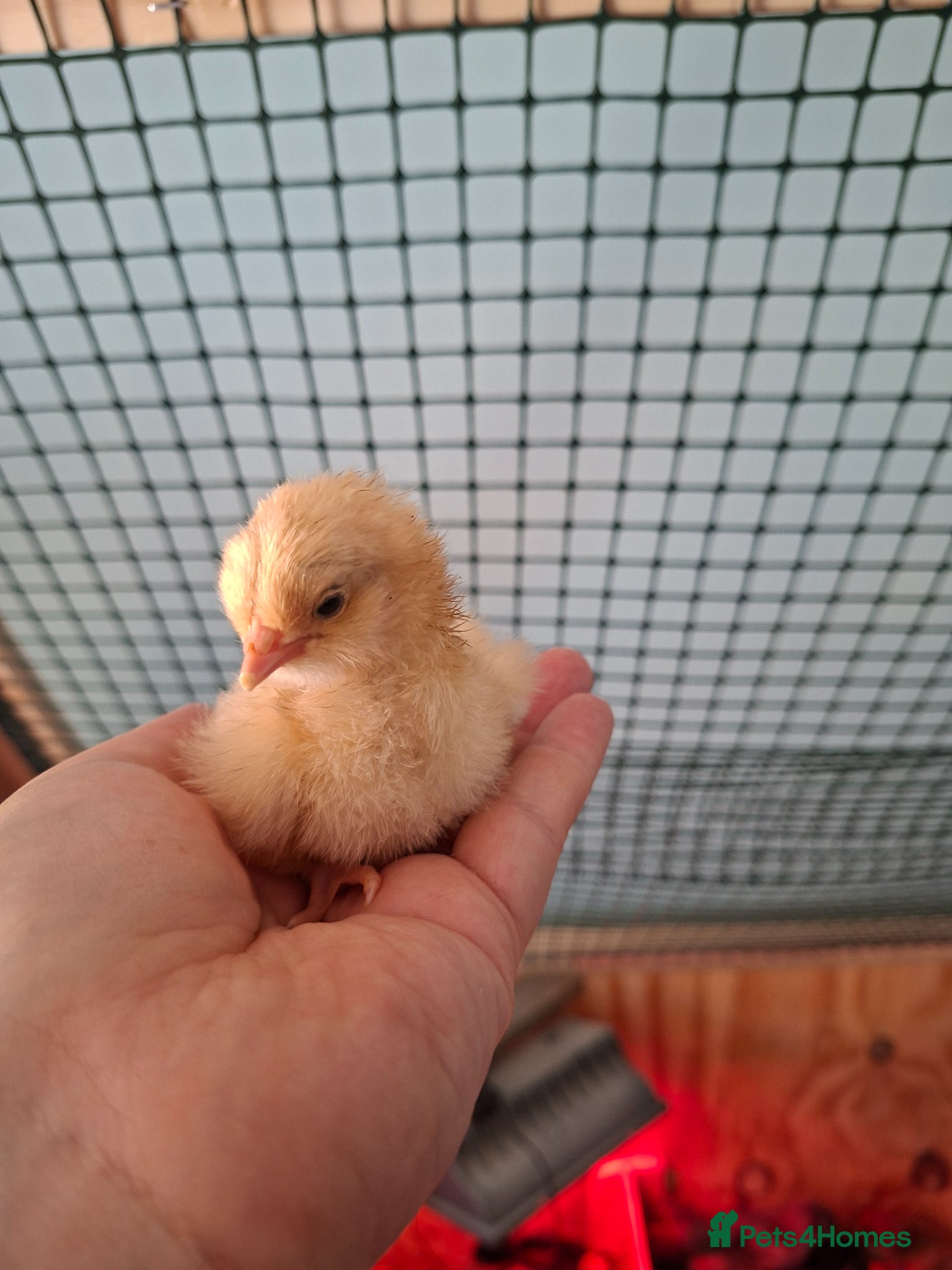 Chickens poultry Orphington chicks for sale  - Advert 1