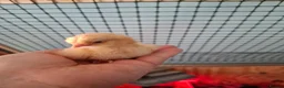 Chickens poultry for sale: Orphington chicks for sale  in Banbury - Advert 1