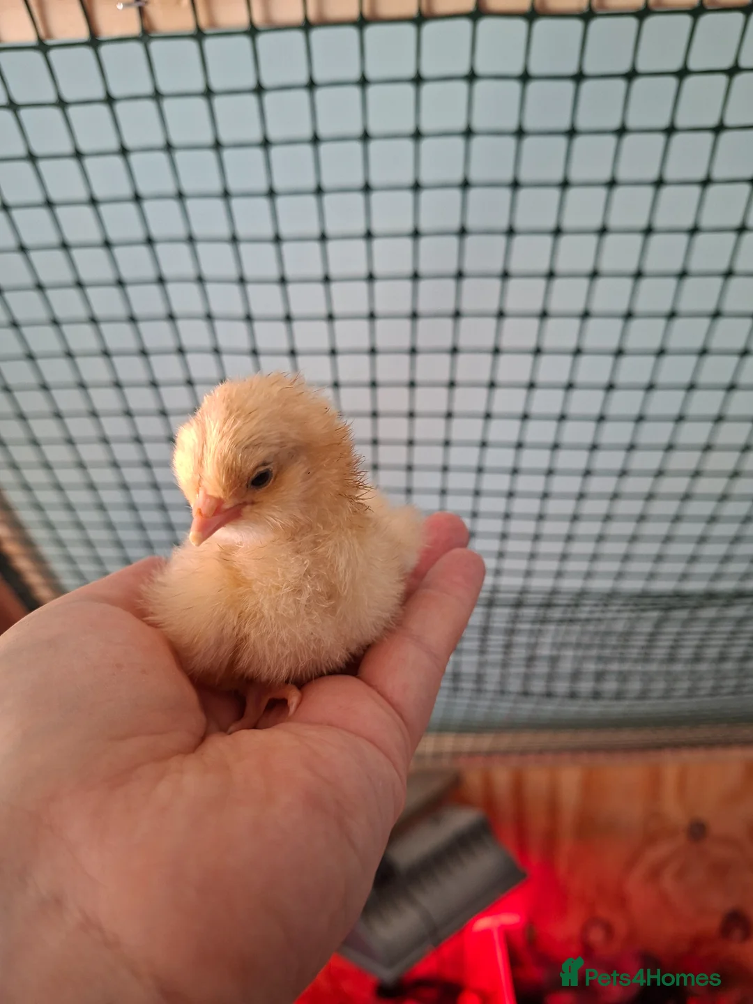 Chickens poultry for sale: Orphington chicks for sale  in Banbury - Advert 1