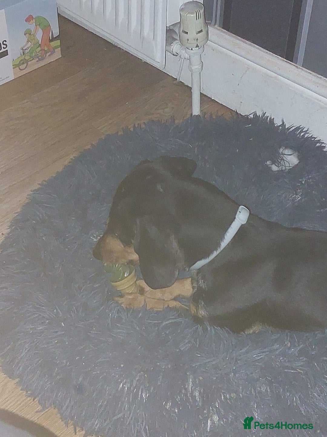 Miniature Dachshund dogs for sale: Beautiful Miniature dachshund  - Advert 9