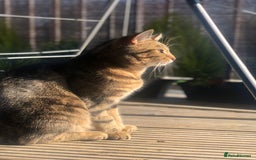 Domestic Shorthair cats for sale: Coco  - Image 3