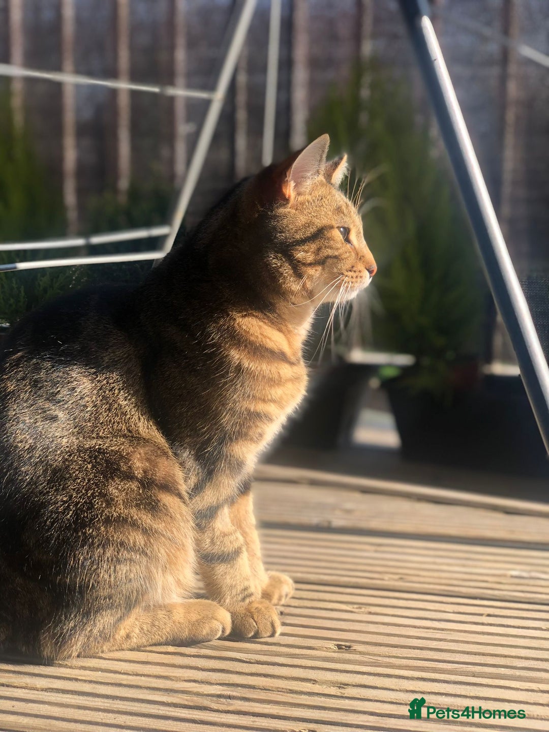 Domestic Shorthair cats for sale: Coco  - Image 3