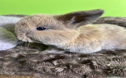 Mini Lop rabbits for sale: Pure breed mini lops  - Image 20