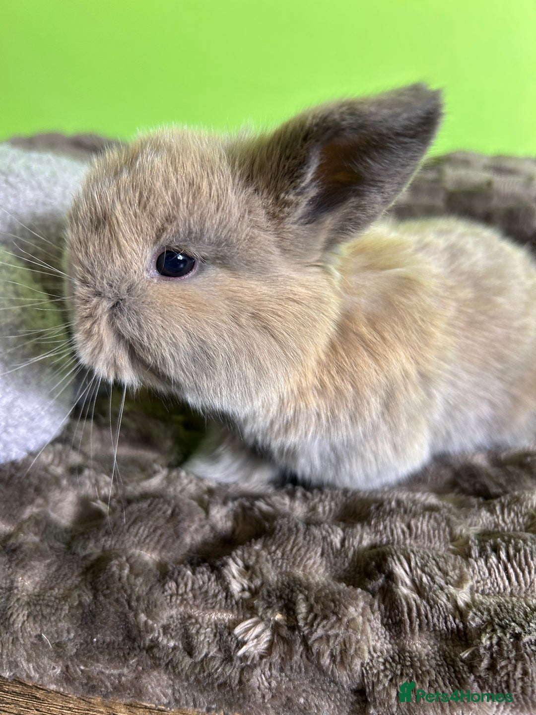 Mini Lop rabbits for sale: Pure breed mini lops  - Image 20