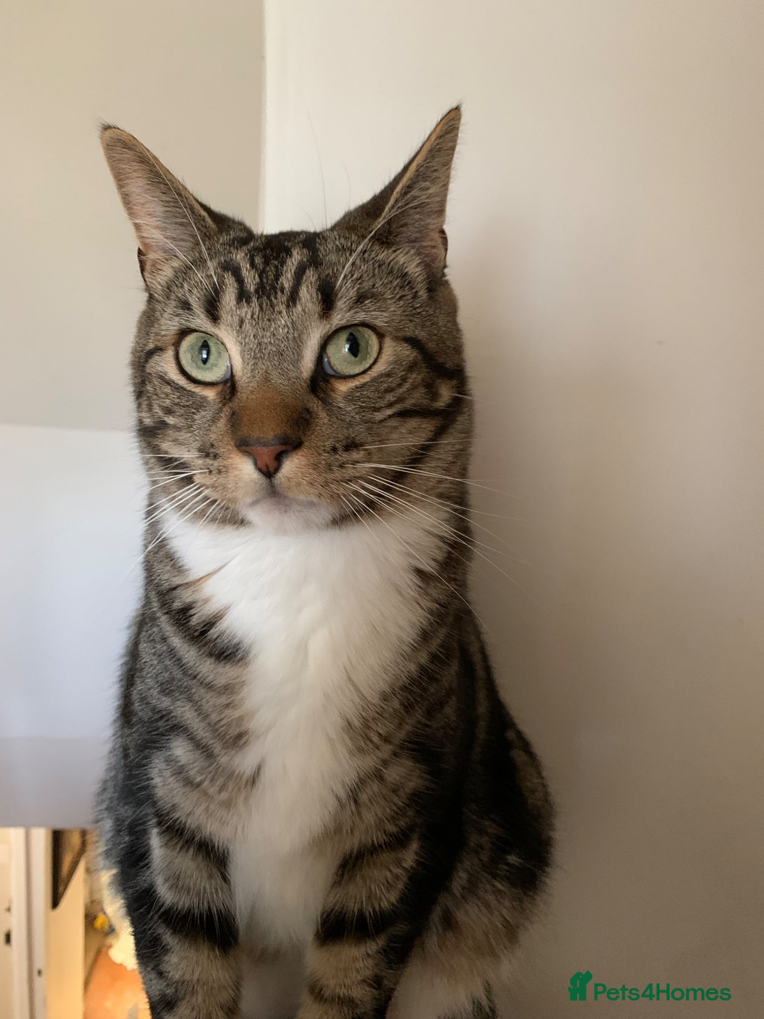 Mixed Breed cats Jellybean & Saffy - Bonded Pair - they love dogs!  - Advert 2