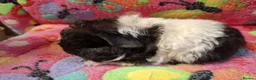 Guinea Pig rodents for sale: Baby Boars In Different Breeds  - Advert 17