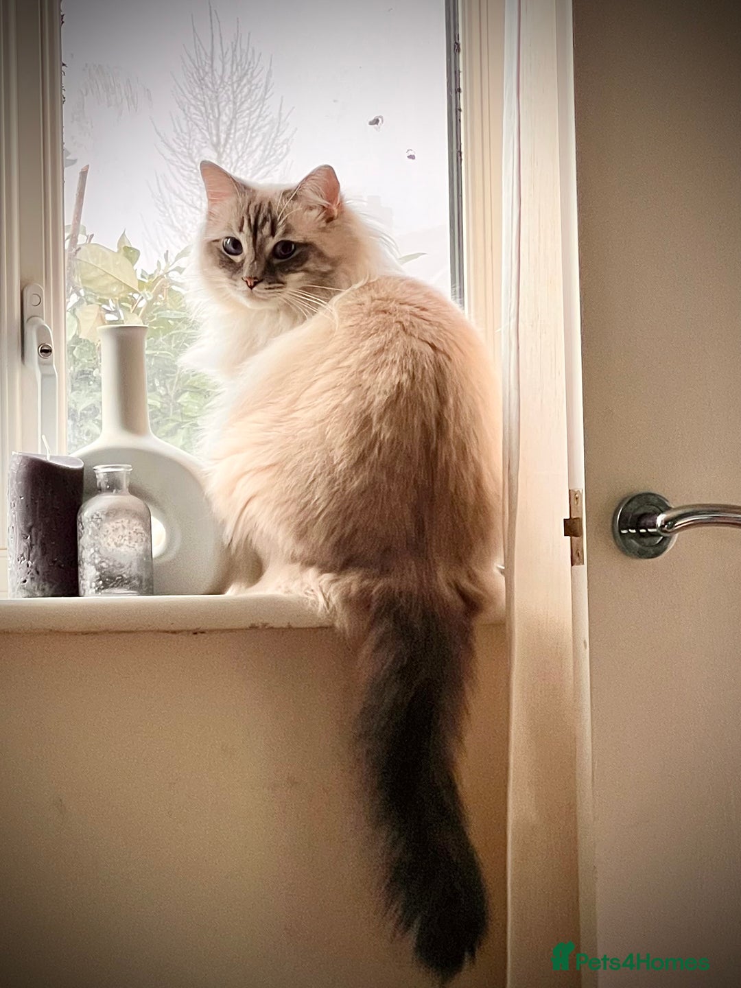 Ragdoll cats for stud: GCCF blue tabby stud Chocolate Carrier in Swindon - Advert 3