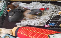 Mixed Breed dogs for sale: 🐶 Lovely Frenchie x Chihuahua Puppies - Image 2