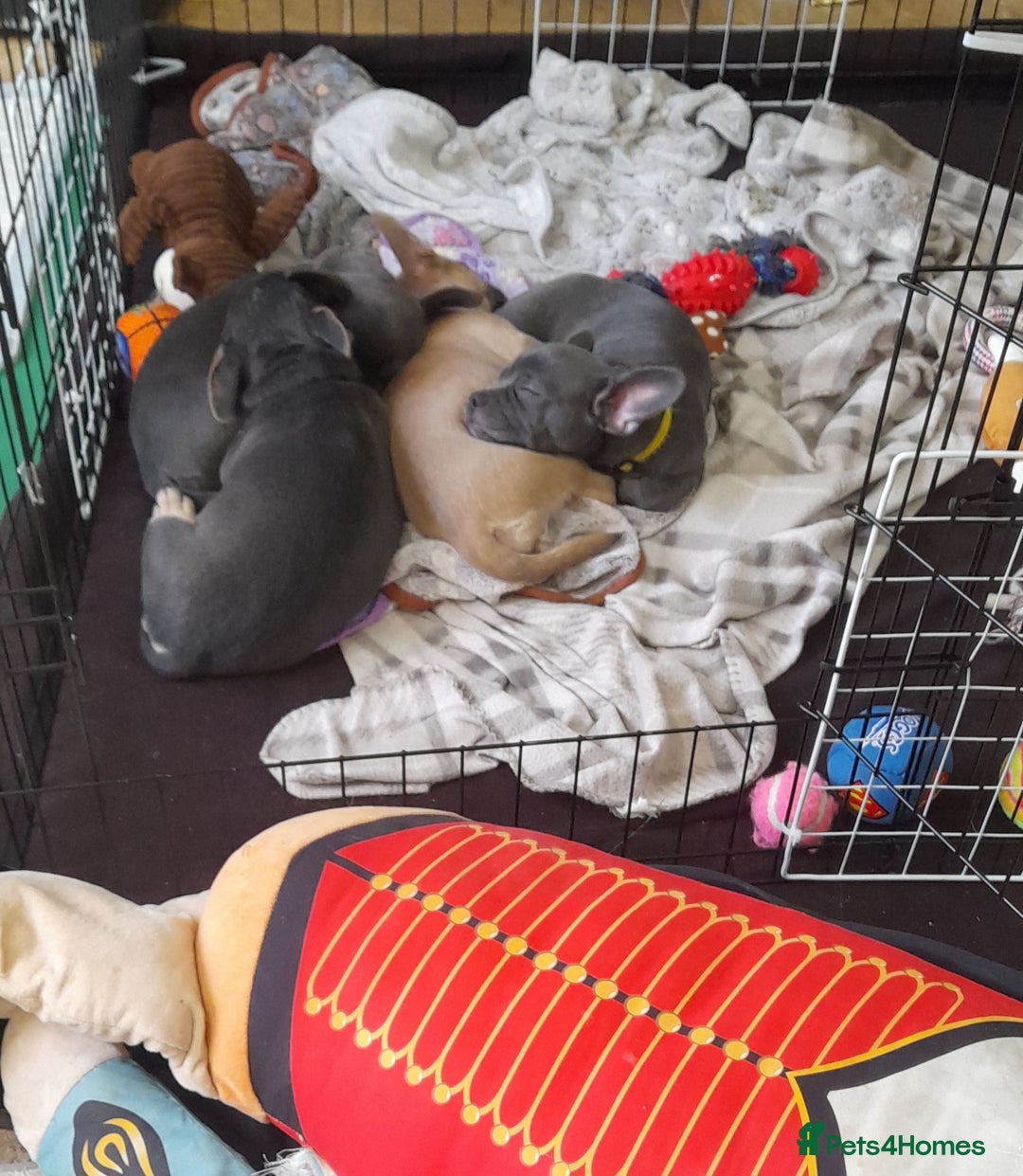 Mixed Breed dogs for sale: 🐶 Lovely Frenchie x Chihuahua Puppies - Image 2