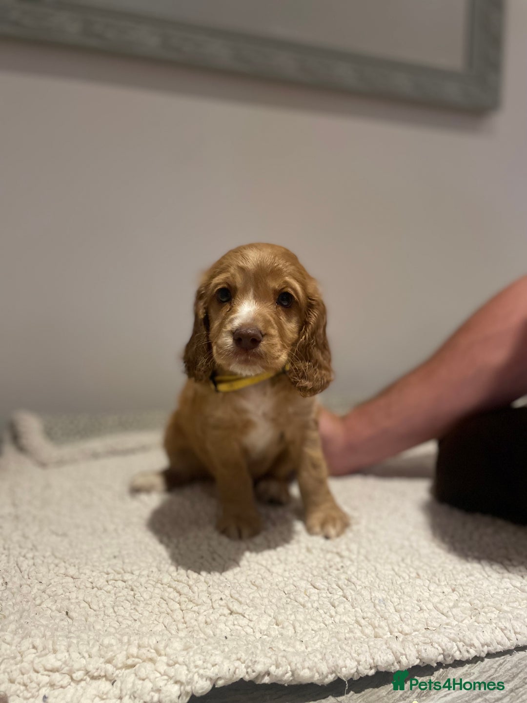 Cocker Spaniel dogs for sale: Working Cocker Spaniels  - Image 3