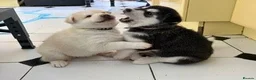 Utonagan dogs for sale: Denise in Plymouth - Advert 5