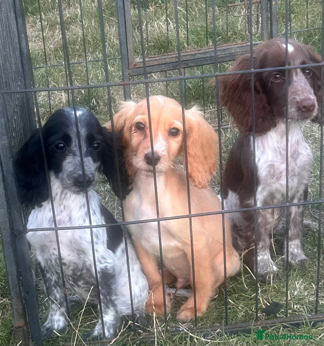 Cocker Spaniel dogs for sale: Cocker Spaniel Puppies 2girl/2boys   - Advert 1