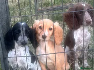 Cocker Spaniel dogs Cocker Spaniel Puppies 2girl/2boys - Advert 5