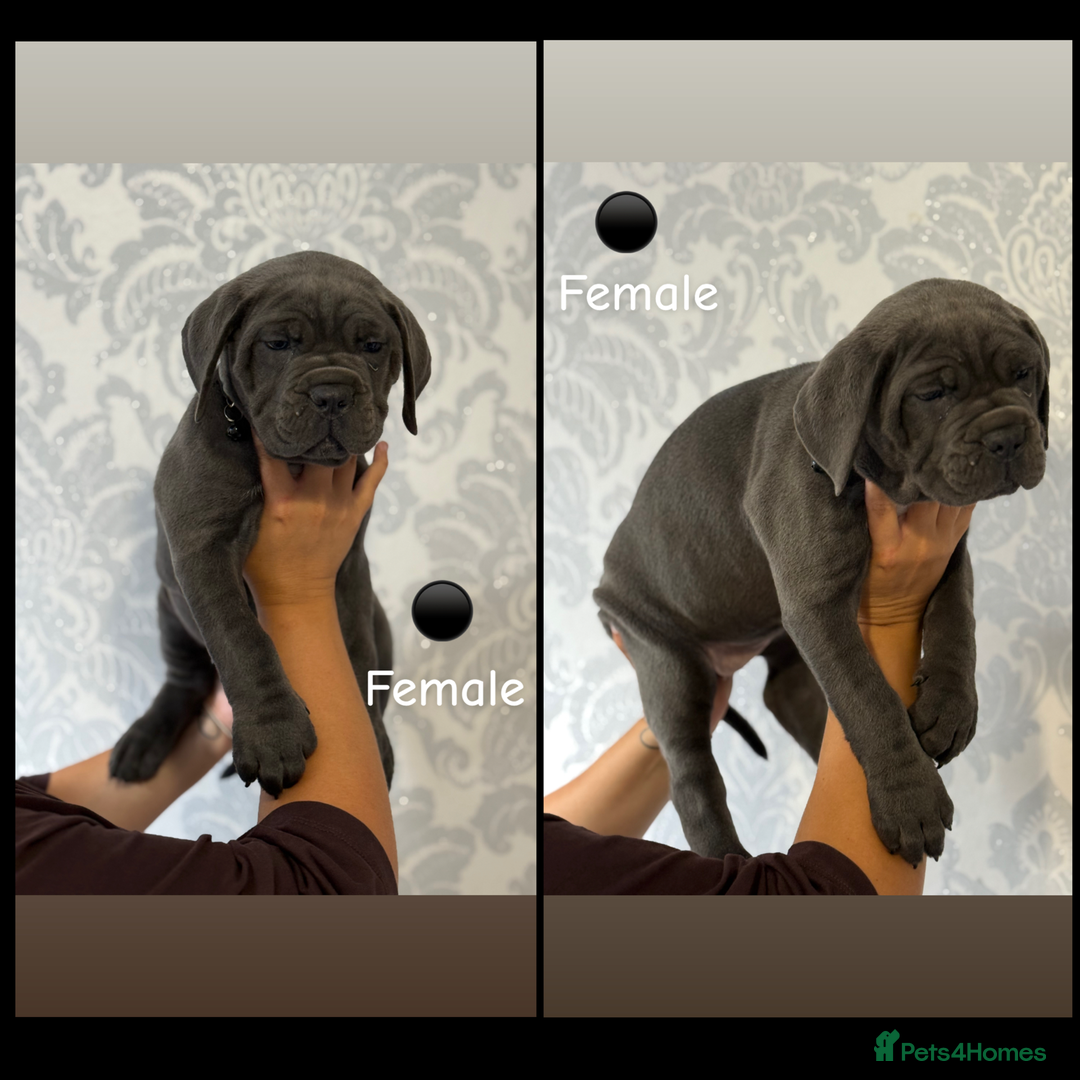 Cane Corso dogs for sale: Cane corso puppies  - Image 4