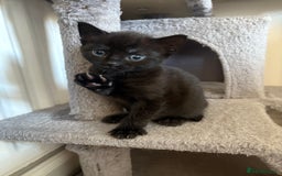 British Shorthair cats for sale: Kittens for sale - Image 5