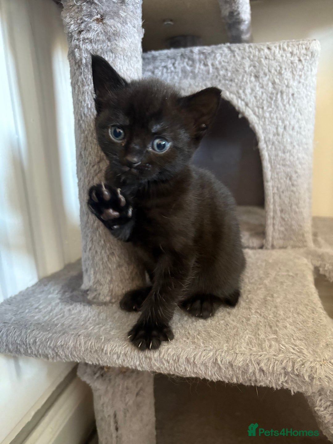 British Shorthair cats for sale: Kittens for sale - Image 5