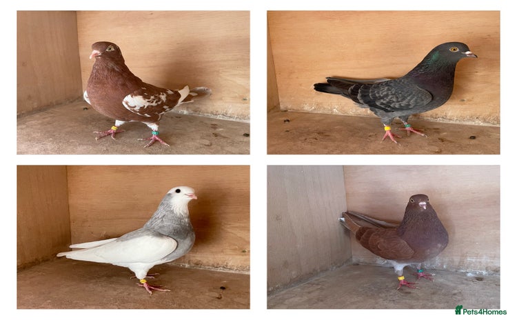 Pigeons birds - Advert 1