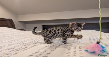 Bengal cats - Advert 9