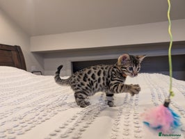 Bengal cats - Advert 9