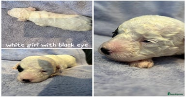 Mixed Breed dogs - Advert 14
