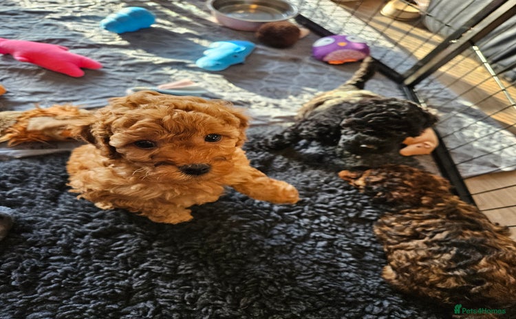 Miniature Poodle dogs Beautiful Health Tested Poodles - Advert 8