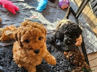 Miniature Poodle dogs Beautiful Health Tested Poodles - Advert 1