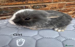 Mini Lop rabbits for sale: Pure mini lops  - Image 4