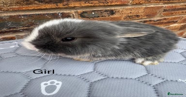 Mini Lop rabbits - Advert 16