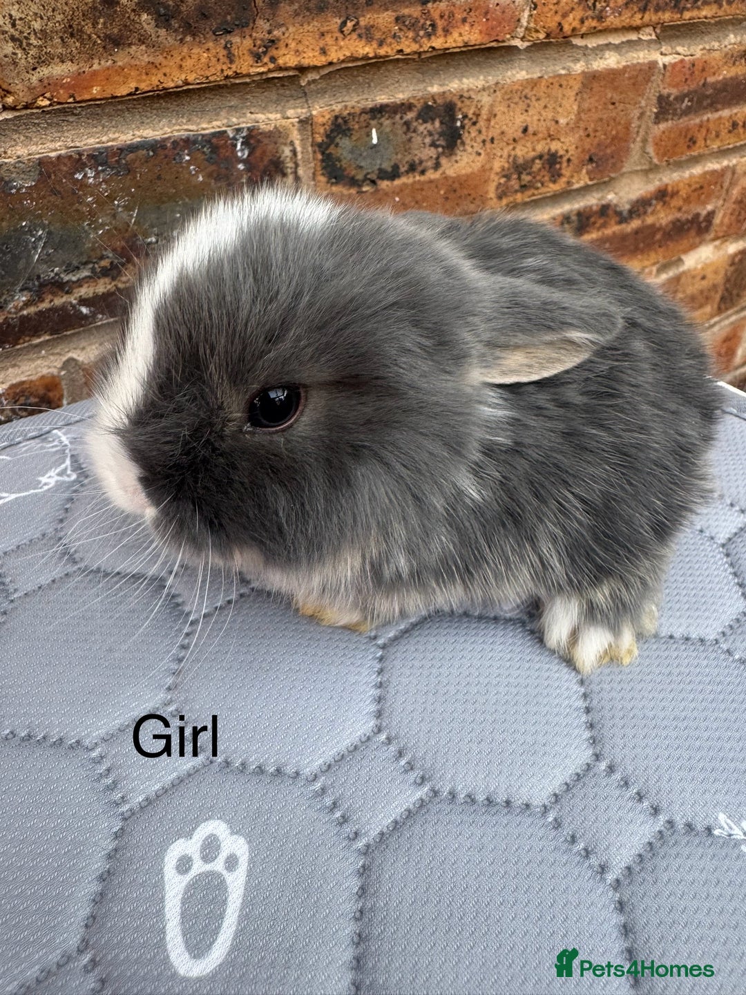 Mini Lop rabbits for sale: Pure mini lops  - Image 4