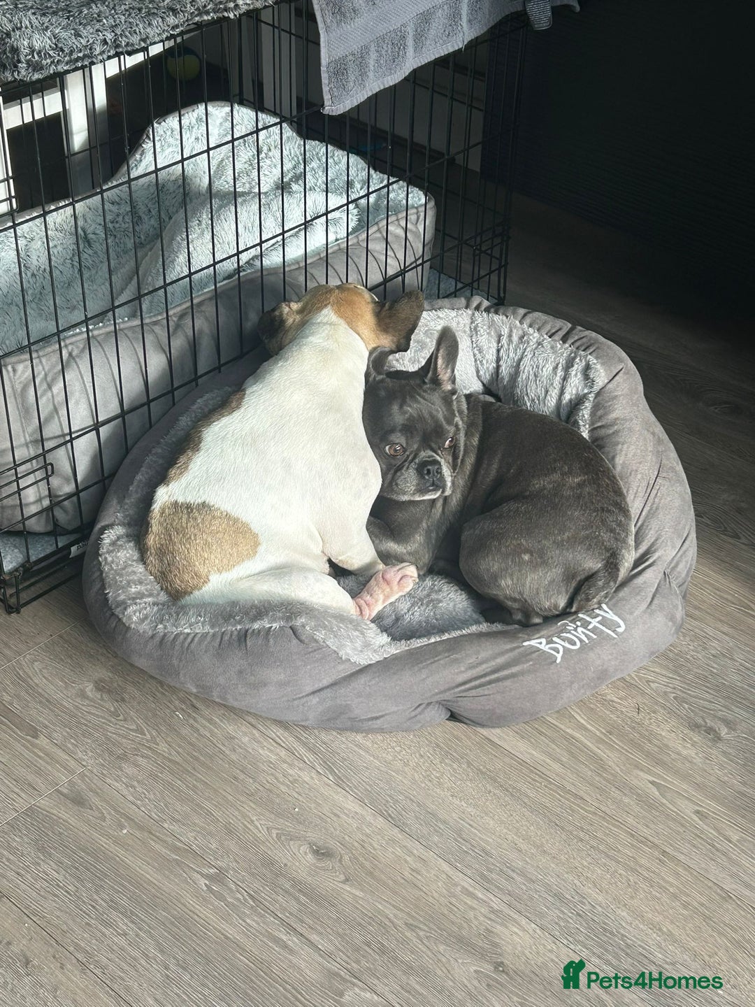 Mixed Breed dogs for adoption: 💖ELVA -a Sweet Frenchie Rescued From Starvation💖 - Advert 5