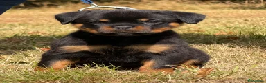 Rottweiler 5