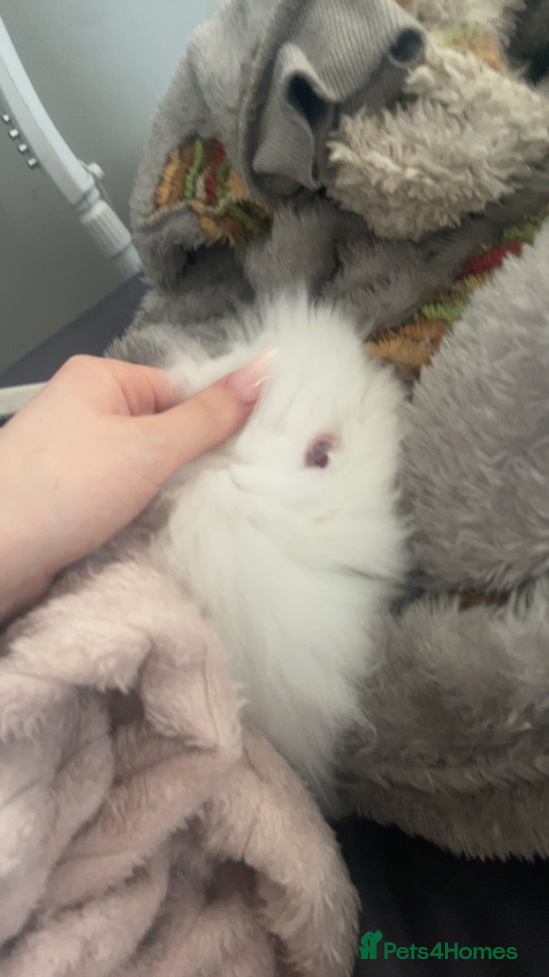 Lionhead rabbits for sale: willow - Advert 2