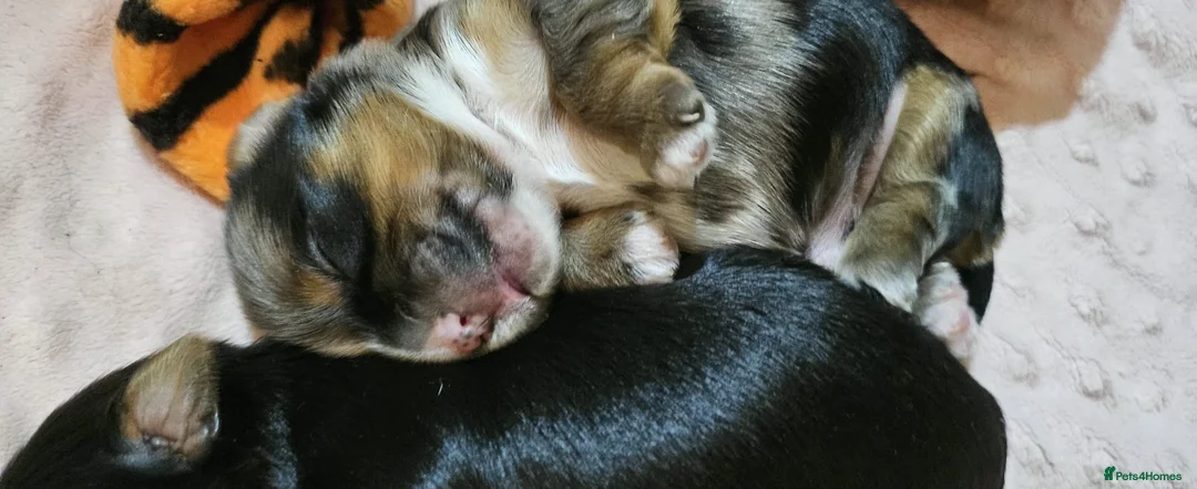 Yorkshire Terrier dogs for sale: Beautiful little Girl 💕Tiny Yorkshire Terrier  - Advert 28