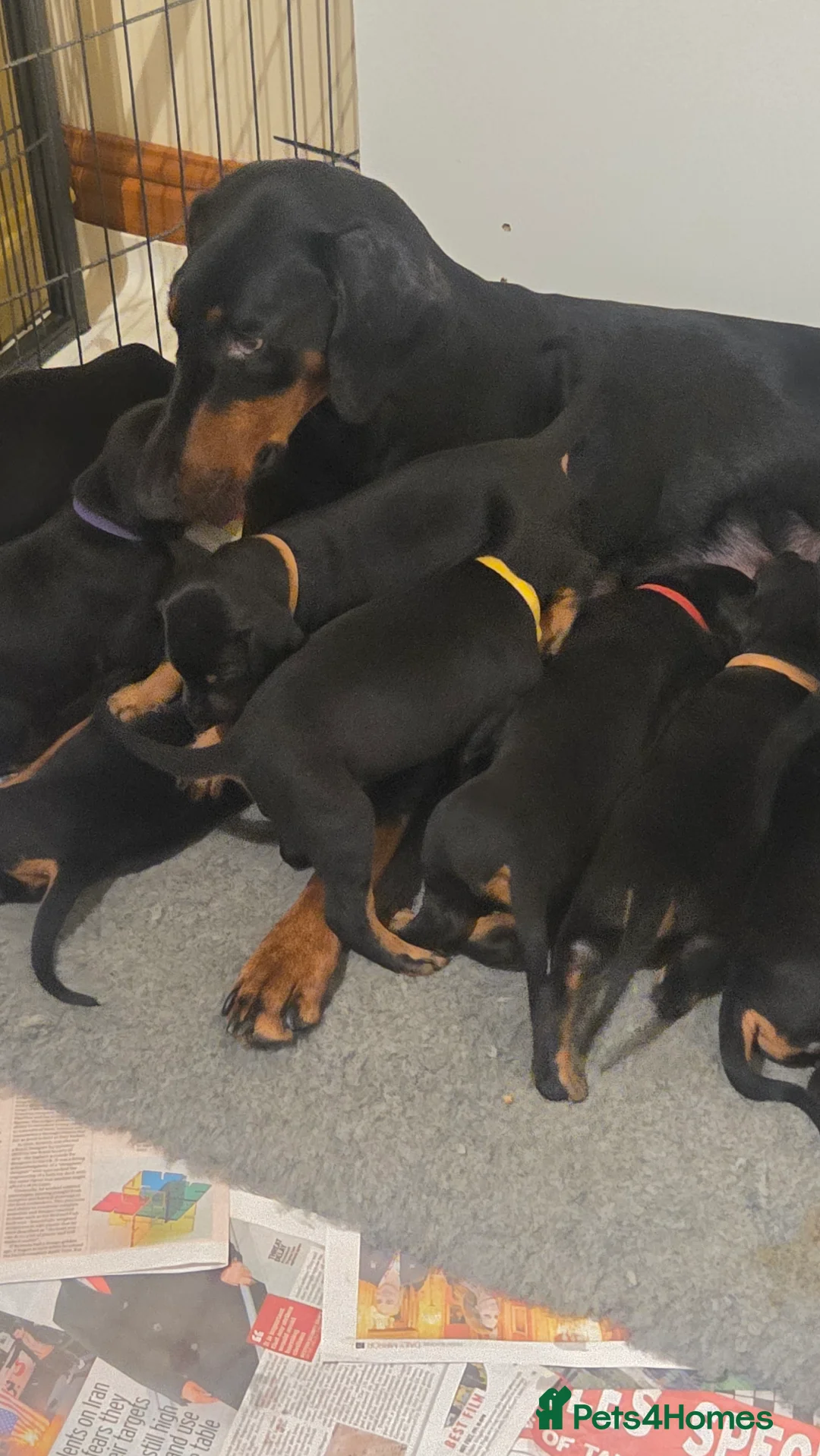 Dobermann dogs for sale: Dobermann puppies  - Advert 13