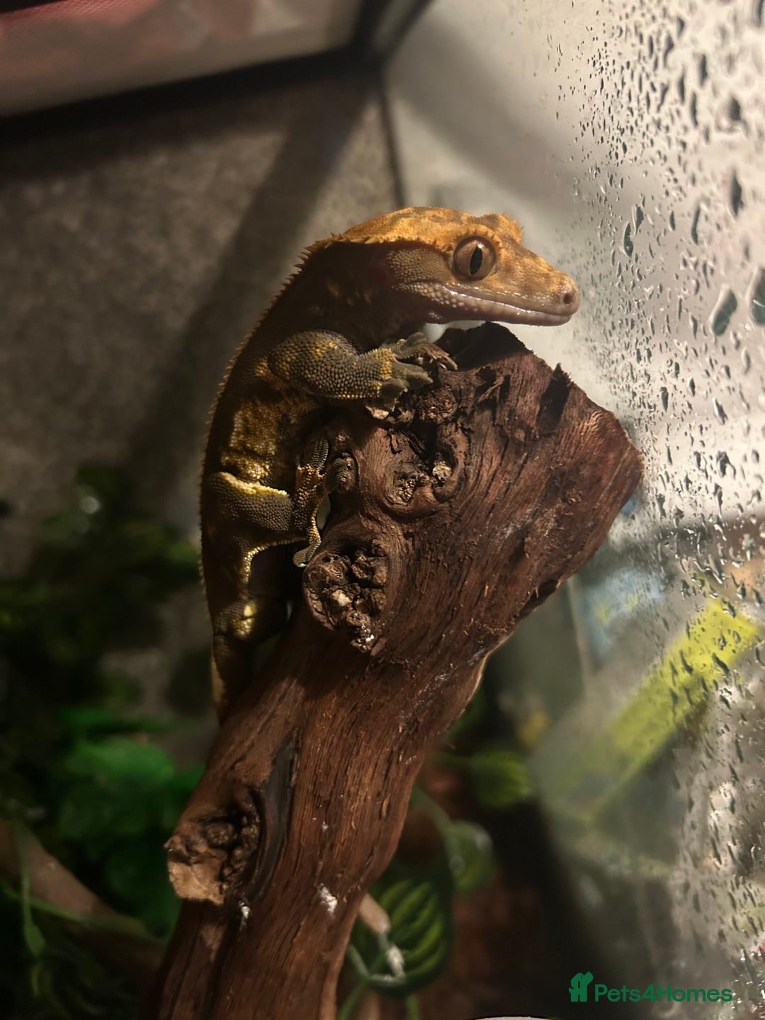 Gecko reptiles for sale: Crested Gecko  - Advert 7