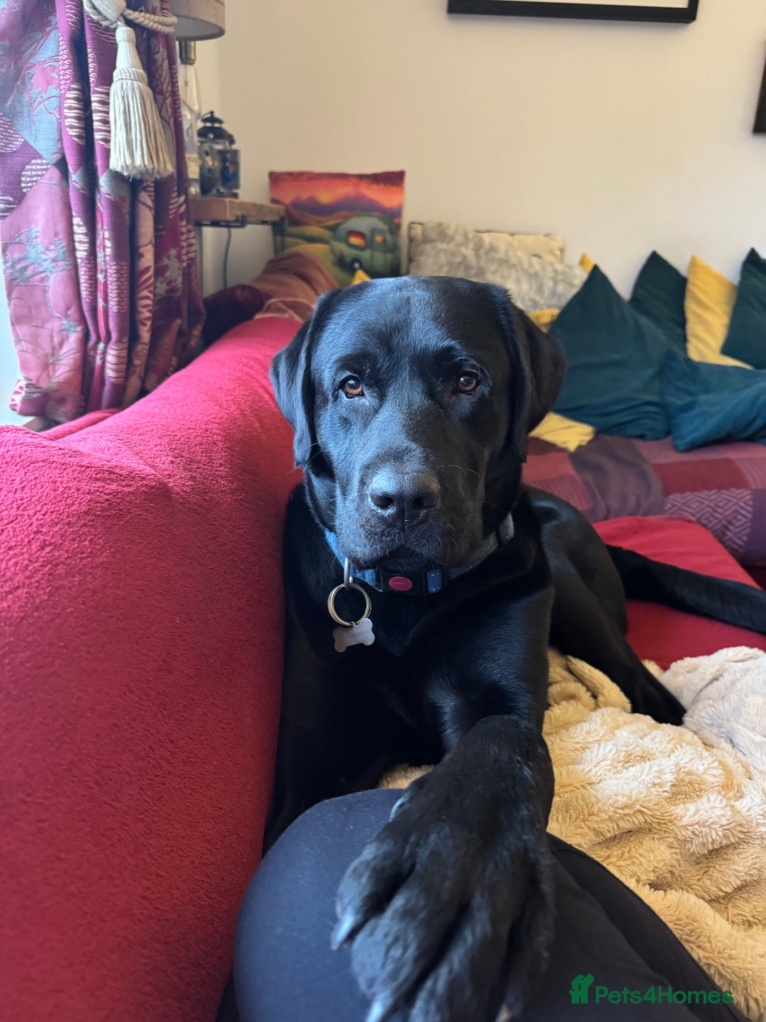 Labrador Retriever dogs for sale: KC Reg Pups, Excellent Pedigree, Ready This Week - Image 18