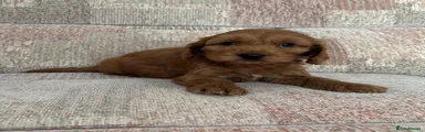 Cockapoo 3