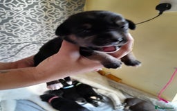 Mixed Breed dogs for sale: Dusky - Image 4