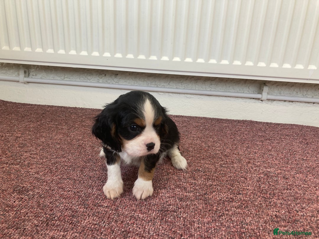 Cavalier King Charles Spaniel dogs for sale: Super tri/blenheim KC pups - health tested parents - Advert 6