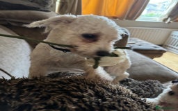 Mixed Breed dogs for sale: Louis and Hugo  - Image 6