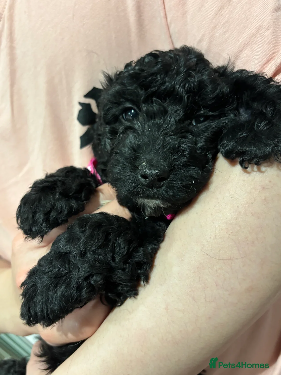 Cockapoo dogs for sale: Beautiful Cockapoo Puppies – 6 Boys & 2 Girls - Advert 16