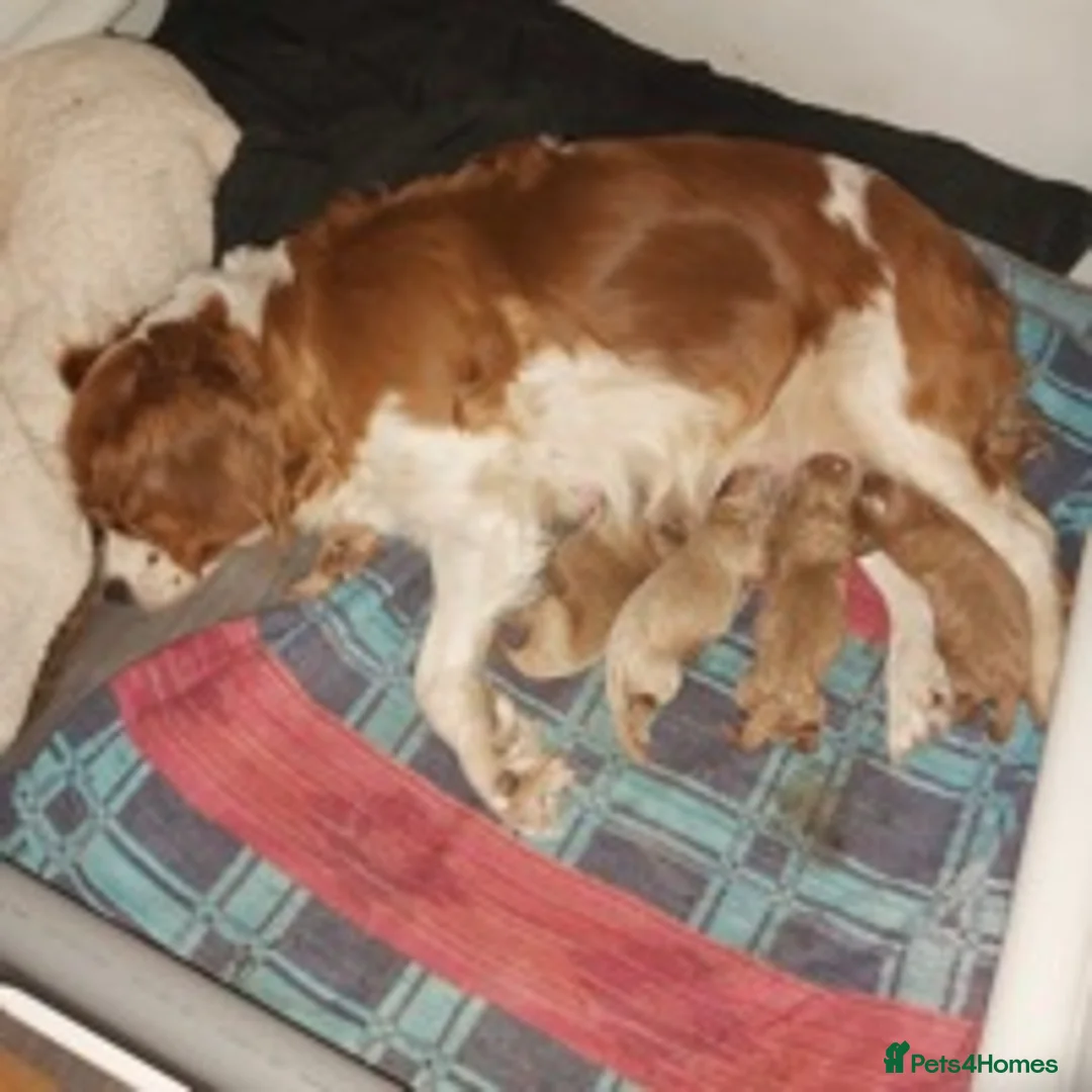 Cavapoo dogs for stud: KC miniature poodle for stud in Alford - Advert 10