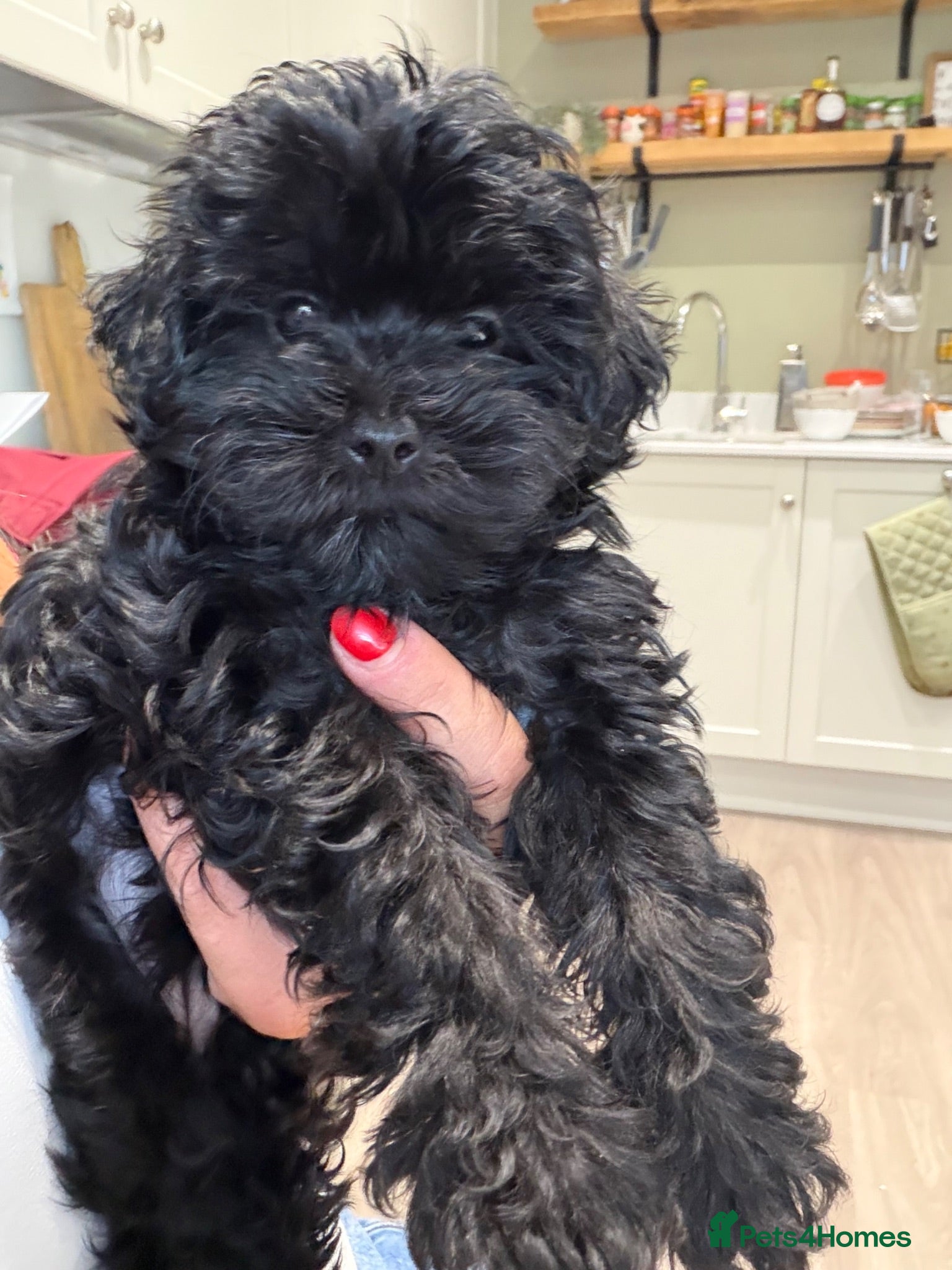 Maltipoo dogs *READY TO LEAVE NOW * F1 Black Female Maltipoo - Advert 2